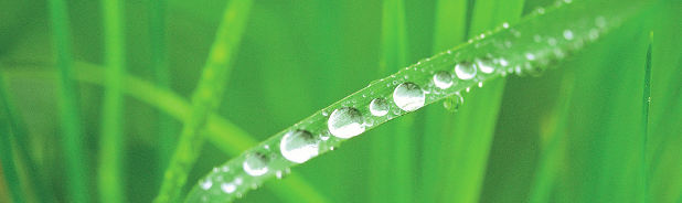 dew on grass